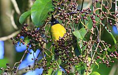 Black-crested Bulbul